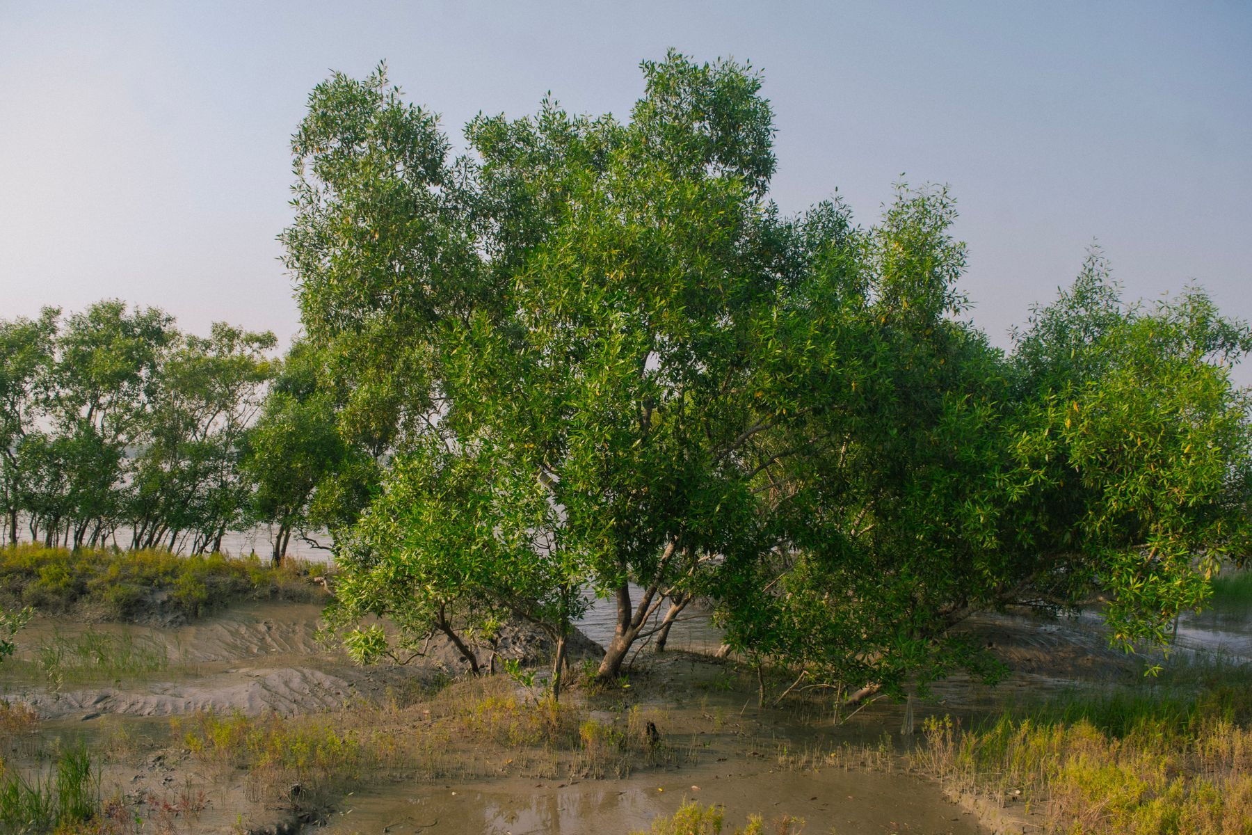 Sundarbans Mangrove Cruise