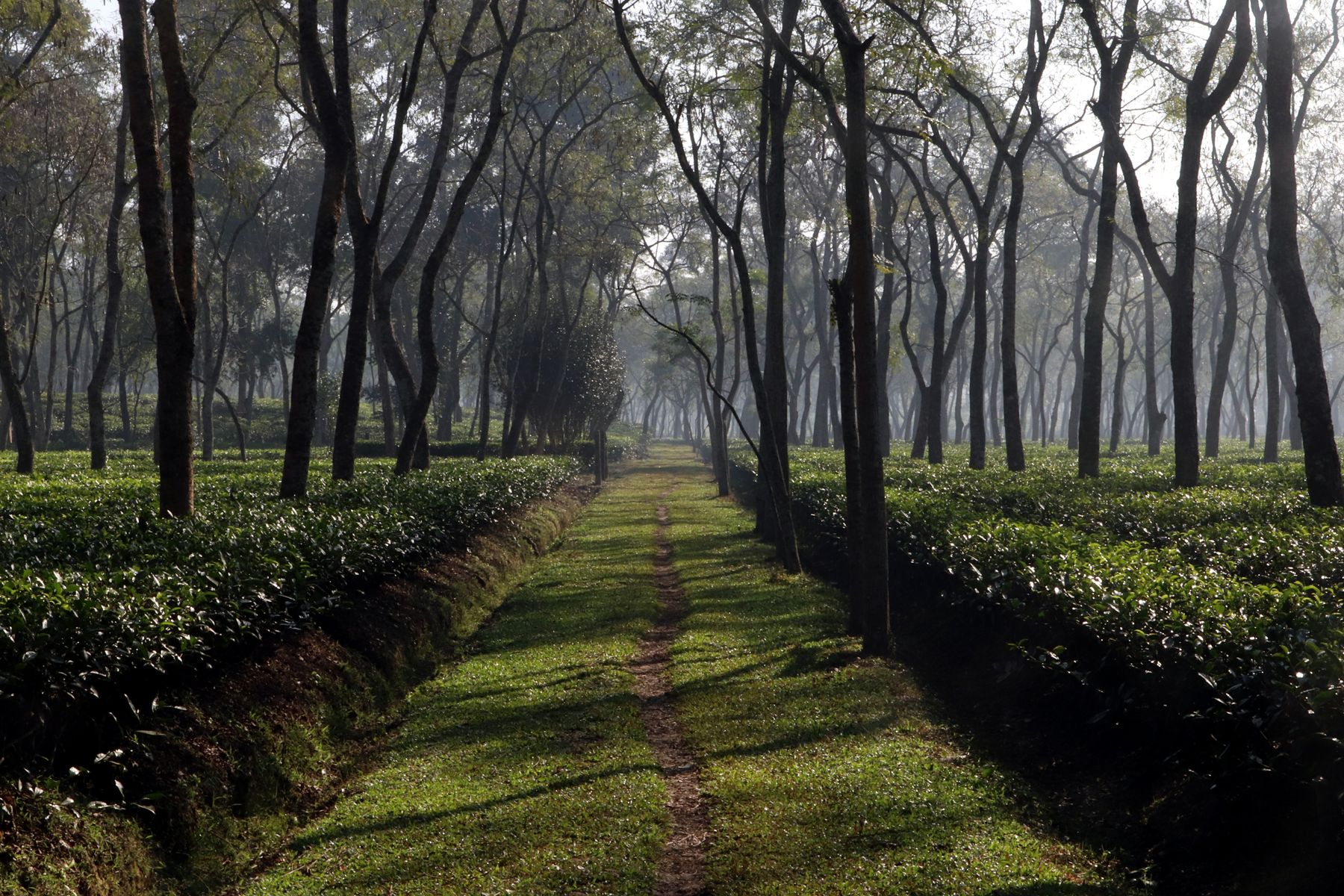 Sylhet Tea Gardens, Ratargul & Jaflong